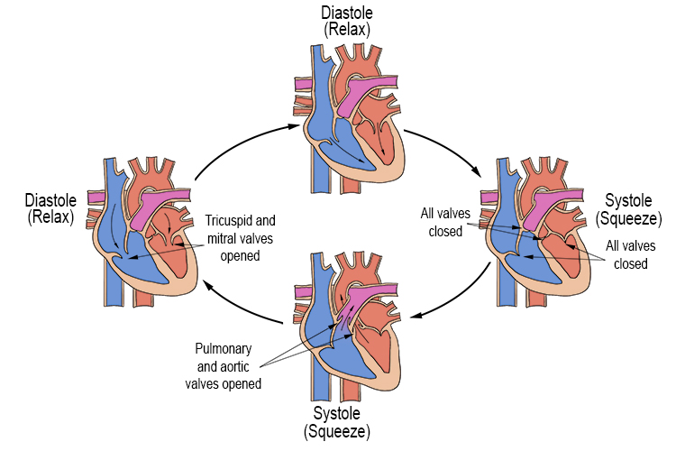 The following will show you the cardiac cycle.